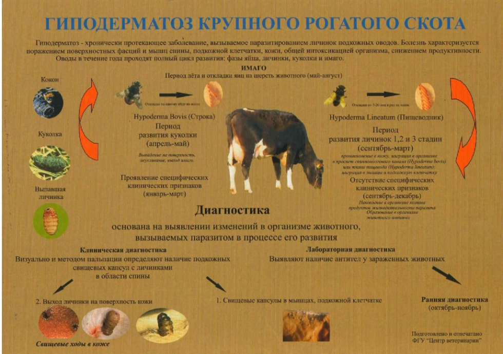 Гиподерматоз крупного рогатого скота