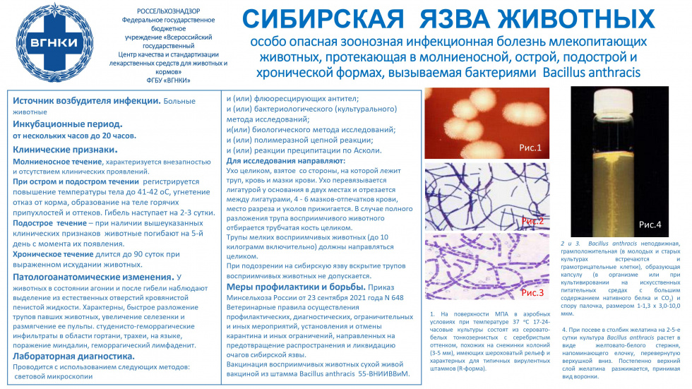 Сибирская язва животных