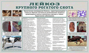 Лейкоз крупного рогатого скота