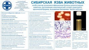 Сибирская язва животных