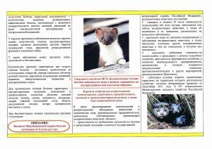 Алеутская болезнь норок (АБН)