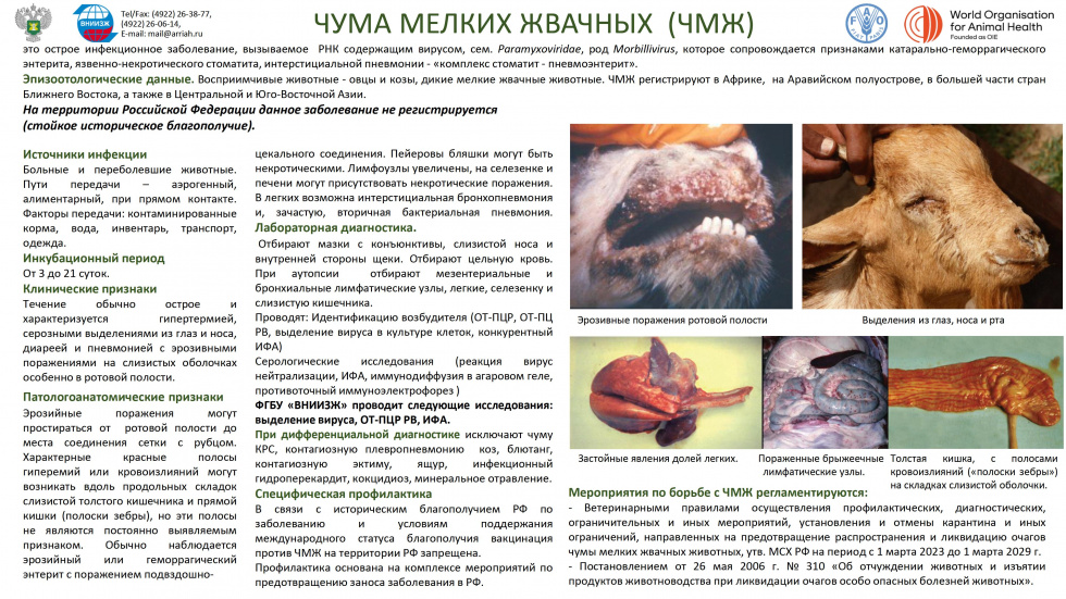 Чума мелких жвачных (ЧМЖ)